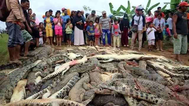 Curiosos observam crocodilos mortos na Indonésia