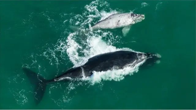鉴于露脊鲸的数量总是上下波动，我们有充足的理由相信，现在采取的辅助措施可以达到预期效果。