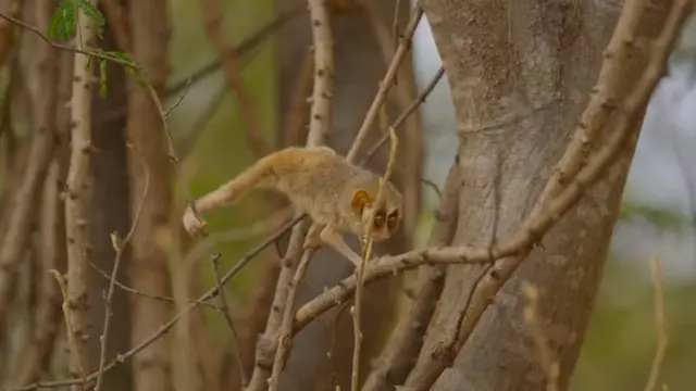 தேவாங்கு