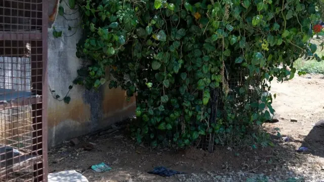 इदरीस पाशा का शव झाड़ियों के बीच यहीं मिला था