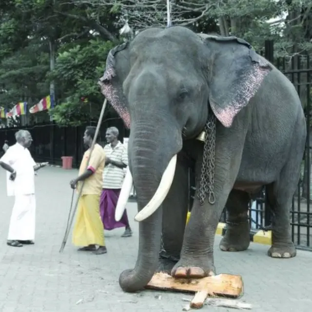 බුරුම රාජා