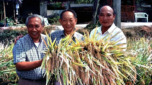 袁隆平（中）毕生致力于水稻研究。