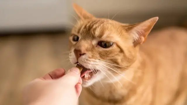 Qorannoo haaraa Jaappaanitti taasifameen Adurreen nama osoo adda hin baasin nama nyaata itti kenneerraa fudhattee nyaatte