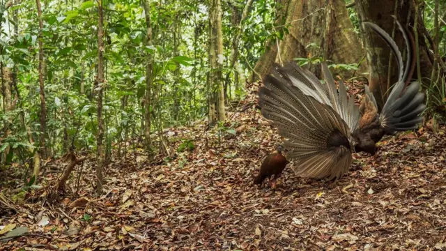 Аргус товуси