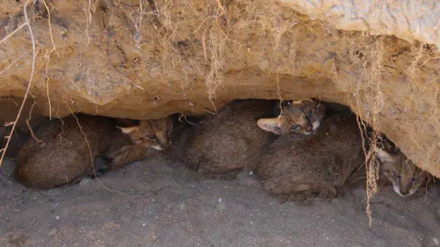 آتشسوزی میانکاله