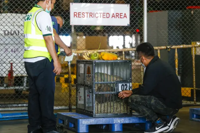 เจ้าหน้าที่ตรวจสอบกรงลิงอุรังอุตัง