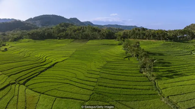 زمین‌های کشاورزی سر‌سبز