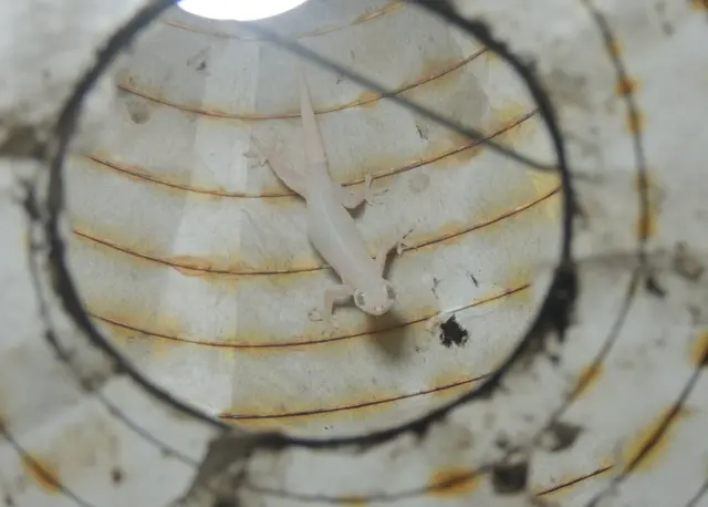 சவோயிர்ஸ் ஹாரிஸ்: கோஸ்டாரிகாவில் வேலைப்பளு மிகுந்த ஒரு நாளுக்கு பிறகு சோம்பிக்கிடந்த பொழுதில் விளக்கின் அருகில் இருந்து ஒருவித ஒலி கேட்பதை கேட்டதும், படுத்துக்கிடந்த நான் துள்ளி எழுந்தேன். அங்கு என்ன இருக்கிறது என்று ஆவலுடன் பார்த்த எனக்கு இந்த பல்லி அதை தன்னுடைய தனிப்பட்ட இடமாக மாற்றியிருப்பது தெரிந்தது. உடனே கேமராவில் அதை படம்பிடித்தபோது, அது கேமராவின் லென்சை நேரடியாக பார்த்து போஸ் கொடுத்த்து."