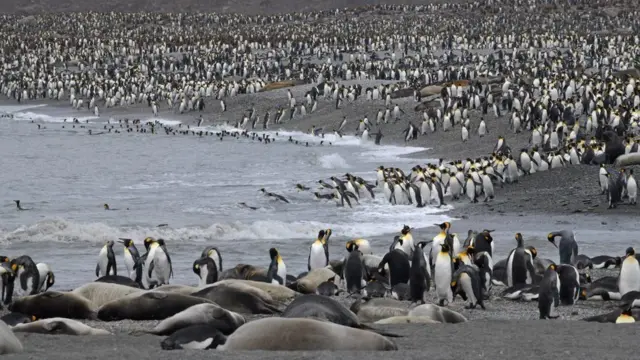 Güney Georgia'daki penguenler