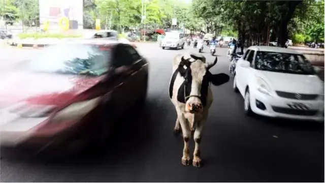 જાન્યુઆરી-ફેબ્રુઆરી મહિનામાં ગુજરાત હાઈકોર્ટમાં રસ્તા તથા જાહેરસ્થળો પર ઢોર અને પશુ રઝળવા મુદ્દે જાહેરહિતની અરજી દાખલ કરવામાં આવી હતી