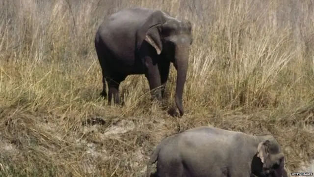 हत्ती