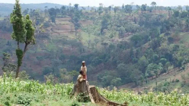 ማው ፎረስት