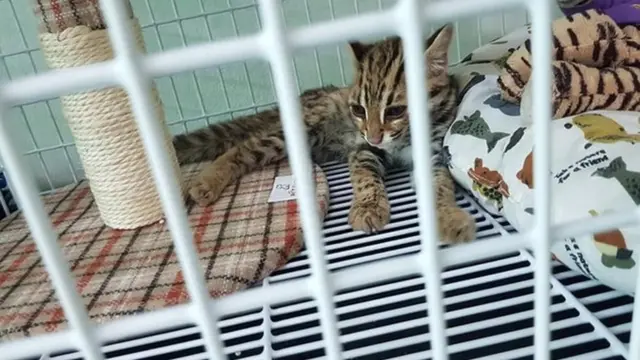 สัตว์ป่าที่เป็นเหยื่อไฟป่า