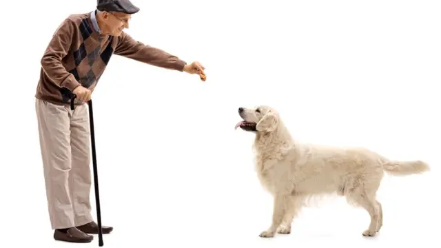 Что вообще собаки понимают о своих владельцах?