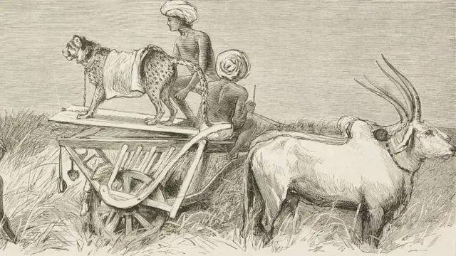 இந்தியாவுக்கு திரும்பவும் வருகிறது சிறுத்தைகள்: சிறுத்தைகளை வளர்த்து வேட்டைக்குப் பயன்படுத்திய கோலாப்பூர்வாசிகள்