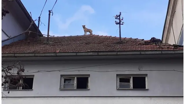 Pas Betmen u Rgotini