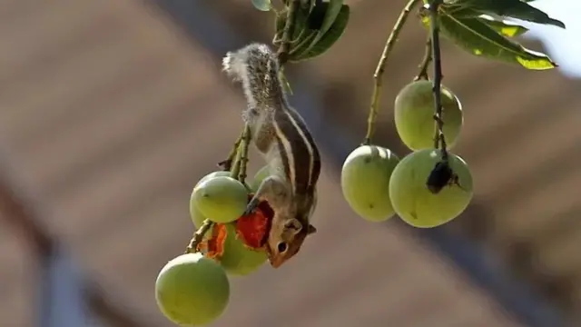 आंबे, फळं