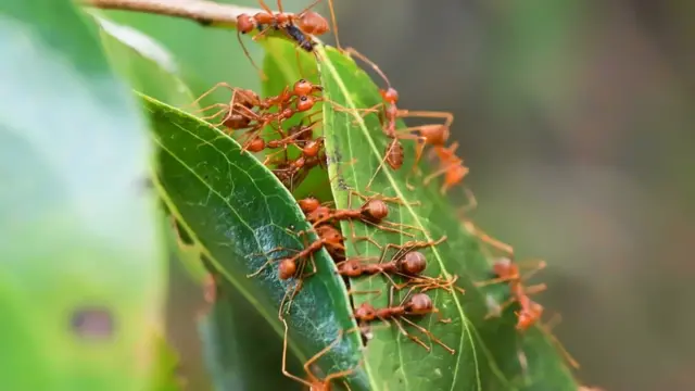 தையற்கார எறும்புகள்