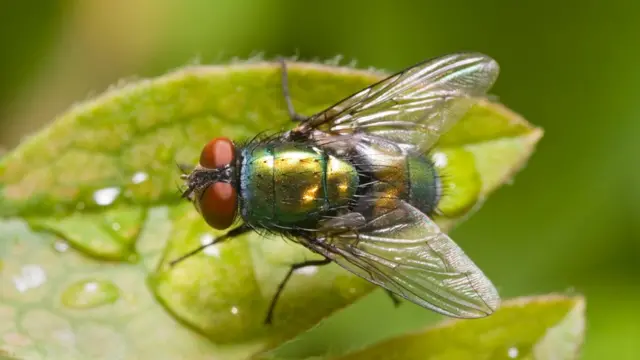 Lucilia sericata