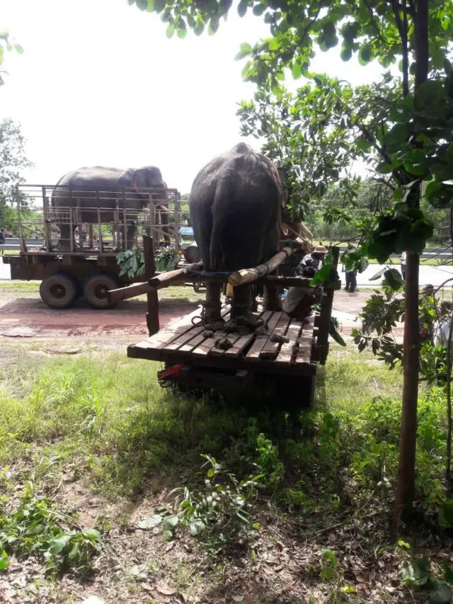သစ်တောဘက်က လေ့ကျင့် ထားတဲ့ ဆင်တွေနဲ့ ဖမ်းဖို့ စီစဉ်ထားပြီး