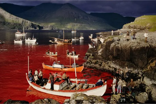 Men inside boats dey float ontop sea wey blood dey inside, during season wey dem dey hunt whale for Faroe Islands