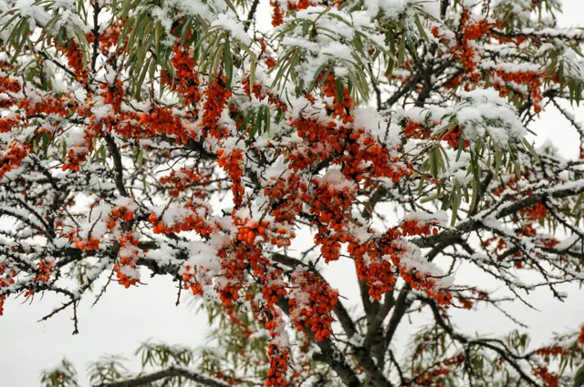 "Оттенки осени"