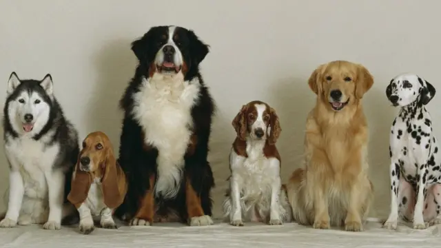 A line of dogs of different sizes