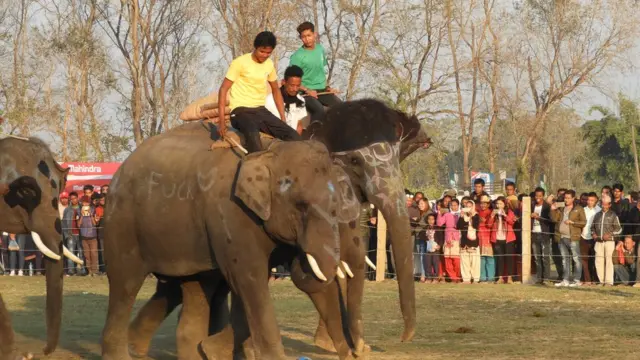हात्ती महोत्सव