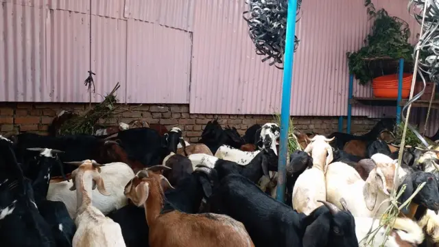 खसीबोका