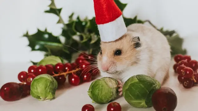 Хомяк в рождественском колпаке и брюссельской капустой в лапах