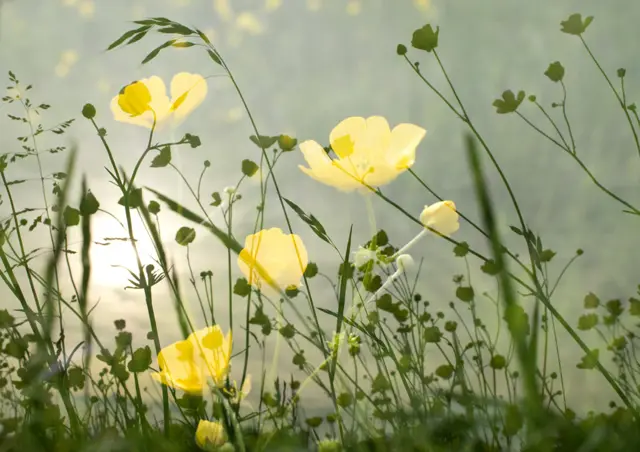 Bothering Buttercups by Angela de Groot