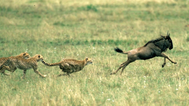 Duma wakikimbiza nyumbu Maasai Mara Kenya