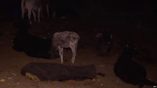 યમુના નદીના પટમાં કૂતરાઓ વચ્ચે રાત પસાર કરતા લોકો.