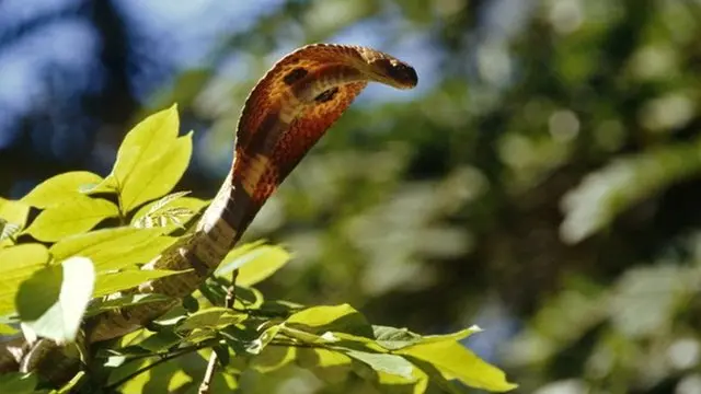 Indian spectacled cobra