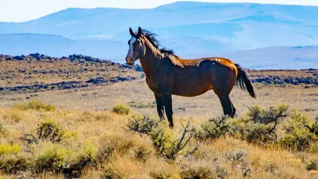 (Credit: Bernard Friel/Getty)