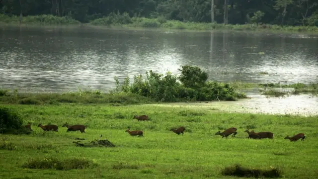 5 சதவீதம் தண்ணீரில் மூழ்கிய காசிரங்கா பூங்கா