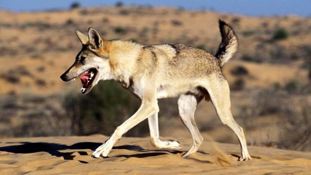 Волки (Canis lupus), как и собаки, любят покататься по вонючему