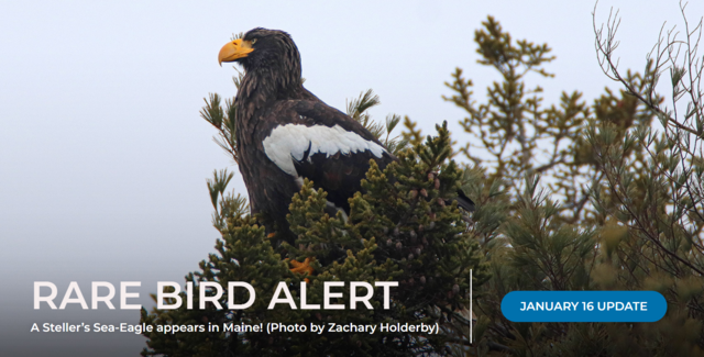 Reprodução de página na internet que emite alertas com informações sobre o paradeiro da águia
