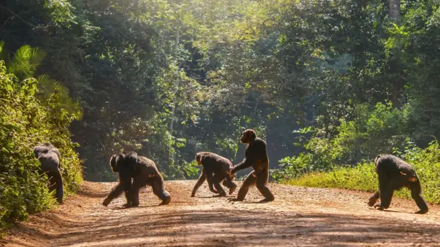 Gruposite brabet cadastrochimpanzés atravessa clareirasite brabet cadastromeio a uma floresta