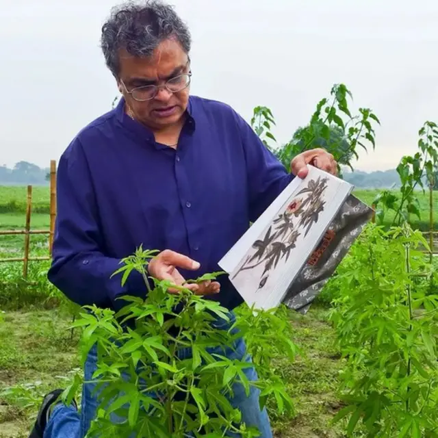 بازیافت پھُٹی کرپاس کپاس کا پودا