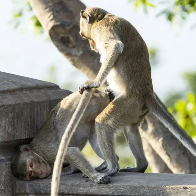 Chimpancés copulando