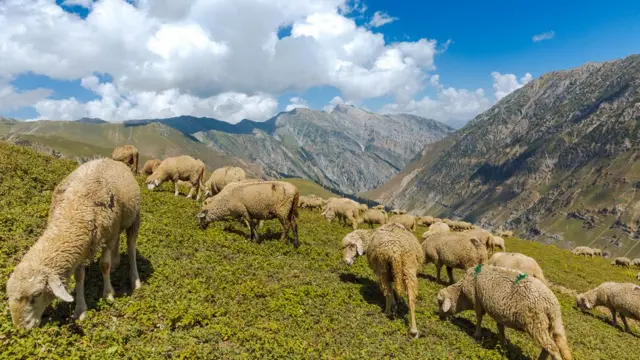 ovelhas pastando nas montanhas da Caxemira