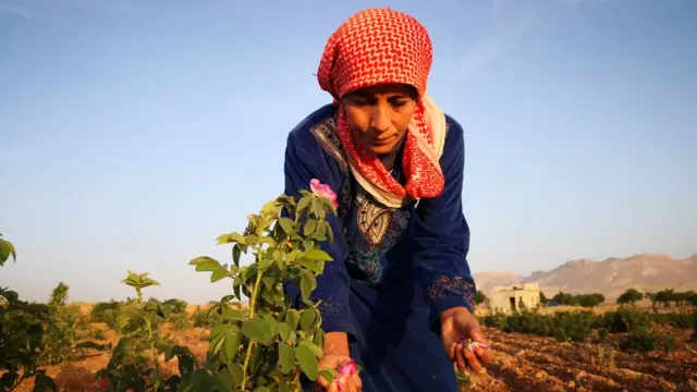 الوردة الدمشقية