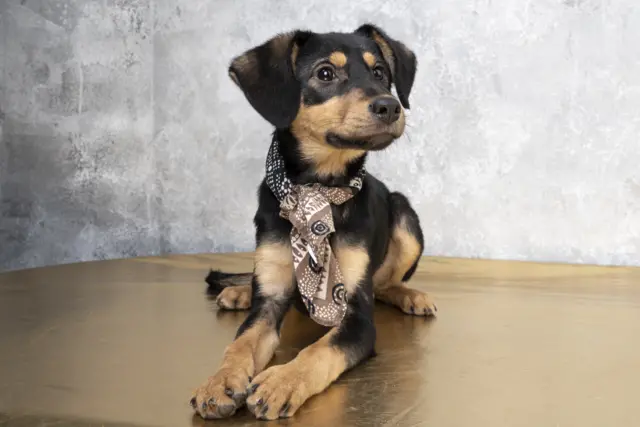 пас за удомљавање