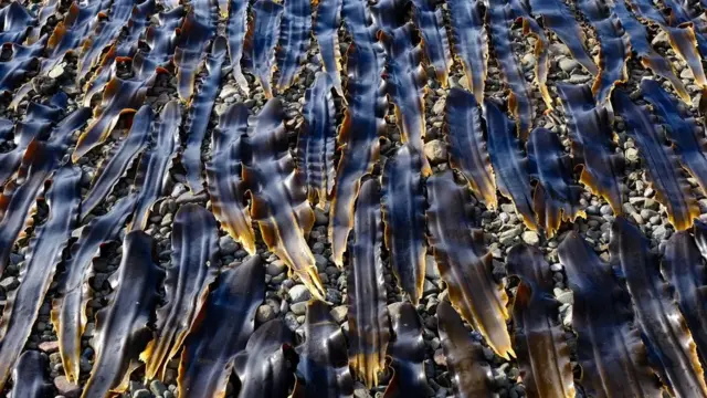 리시리섬은 교토나 도쿄 등 주요 도시의 고급 식당에서 식자재로 쓰는 귀한 다시마와 성게로 유명하다