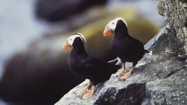 тупики Fratercula cirrhata и Aethia cristatella