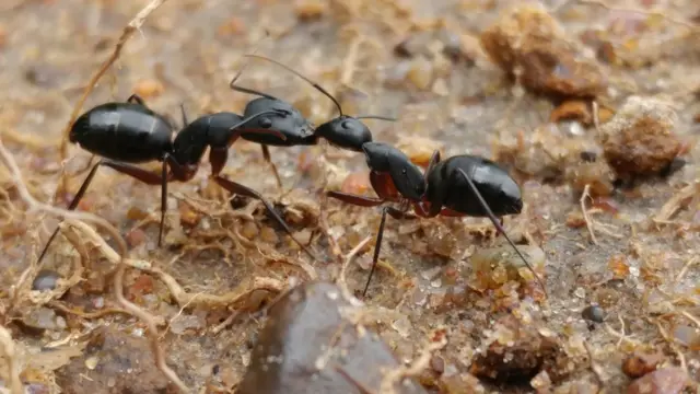 பிபிசி தமிழ் நேயர்களின் மெய்சிலிர்க்க வைக்கும் வன உயிரின படங்கள்