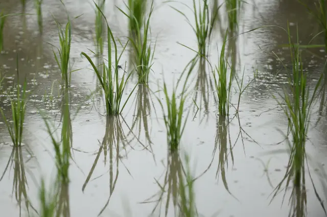 นานวลจันทร์