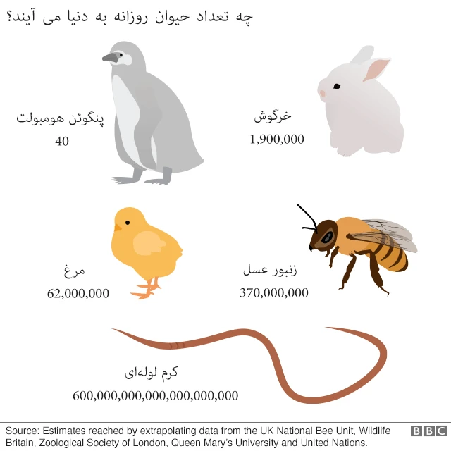 چه تعداد حیوان روزانه به دنیا می‌آیند؟