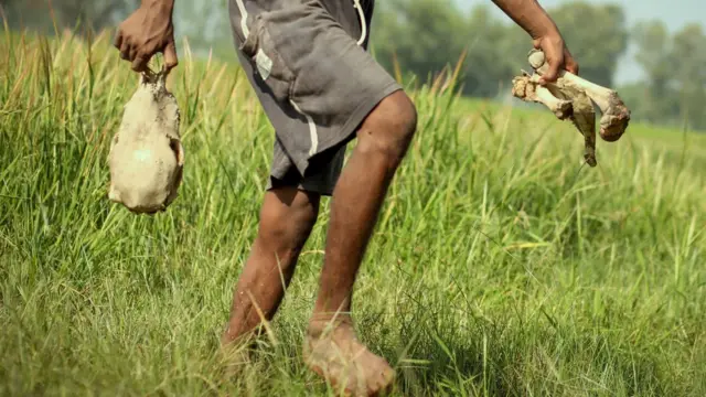 हड्डियां